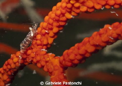 Coral shrimp by Gabriele Pastonchi 